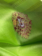 Green Pure Kora Silk Handloom Banarasi Saree - All Over Kadhua Motifs